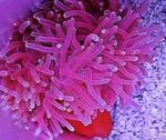 Akvarium Rød-Base-Anemone, Macrodactyla doreensis spottet Foto, beskrivelse og pleje, voksende og egenskaber