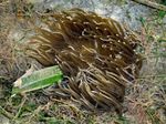 Aquarium Sea Invertebrates Red-Base Anemone  characteristics and Photo