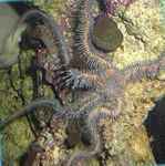 Aquarium Red Brittle Star (Brittle Sea Star, Knobby Fancy), Ophiomastix annulosa red Photo, description and care, growing and characteristics