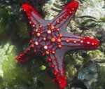Akvarium Havet Hvirvelløse Dyr Rød Knop Hav Stjerne (Rød Rygsøjlen Stjerne, Blodrød Knop Stjerne Fisk)  egenskaber og Foto