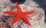 Photo Aquarium Sea Invertebrates  Red Starfish  characteristics