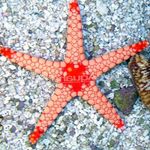 Aquarium Sea Invertebrates Red Starfish  characteristics and Photo