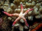 Akvarium Havet Hvirvelløse Dyr Rød Søstjerne Multiflora  egenskaber og Foto