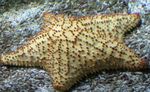 Akvárium Mriežkový Sea Star, Karibské Vankúš Hviezda hviezdy mora, Oreaster reticulatus žltý fotografie, popis a starostlivosť, pestovanie a vlastnosti