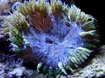 Aquarium Rock Flower Anemone, Epicystis crucifer blue Photo, description and care, growing and characteristics