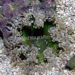 Aquarium Rock Flower Anemone, Epicystis crucifer grey Photo, description and care, growing and characteristics