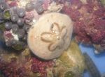 Photo Aquarium Sea Invertebrates urchins Sand Dollar (Sea Biscuit)  characteristics