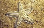 Photo Aquarium Sea Invertebrates  Sand Sifting Sea Star  characteristics