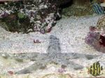 Aquarium Sea Invertebrates Sand Sifting Starfish  characteristics and Photo