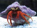 фотографија Акваријум Море Бескичмењаци јастога Scarlet Hermit Crab  карактеристике