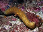 Aquarium Sea Cucumber, Holothuria yellow Photo, description and care, growing and characteristics