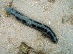 Aquarium Sea Cucumber, Holothuria black Photo, description and care, growing and characteristics