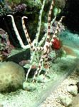 Akvarium Havet Hvirvelløse Dyr Serpent Hav Stjerne, Fancy Tiger Stribet  egenskaber og Foto