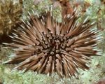 Photo Aquarium Sea Invertebrates  Short-Soined Urchin (Rock Urchin)  characteristics