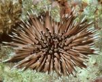 Skamms Soined Urchin (Rokk Urchin)