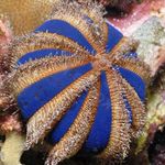 Aquarium Sea Invertebrates Sphere Urchin (Blue Tuxedo Urchin)  characteristics and Photo