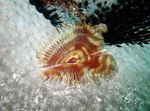 Photo Aquarium Sea Invertebrates fan worms Split-Crown Feather Duster  characteristics