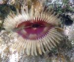 Акваријум Море Бескичмењаци Split-Crown Feather Duster фан црви карактеристике и фотографија
