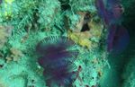 Aquarium Sea Invertebrates Split-Crown Feather Duster fan worms characteristics and Photo