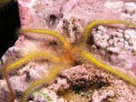 აკვარიუმი ზღვის უხერხემლო Sponge Brittle ზღვის ვარსკვლავი  მახასიათებლები და სურათი