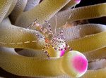 Aquarium Sea Invertebrates Spotted Cleaner Shrimp  characteristics and Photo