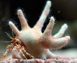 Photo Aquarium Sea Invertebrates lobsters Staghorn Hermit Crab  characteristics