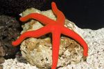 Photo Aquarium Sea Invertebrates  The Luzon Sea Star  characteristics