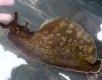 水族馆 海无脊椎动物 海兔 蛤蜊 特点 和 照