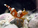 Aquarium Sea Invertebrates Thor Amboinensis shrimp characteristics and Photo