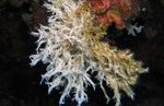 Photo Aquarium Sea Invertebrates  Three-Branch Calcareous Tubeworm  characteristics