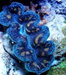 Akvaryum Deniz Omurgasızları Tridacna istiridye özellikleri ve fotoğraf