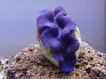Aquarium Sea Invertebrates Tridacna clams characteristics and Photo