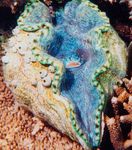 Akvarium Havet Hvirvelløse Dyr Tridacna hjertemuslinger egenskaber og Foto