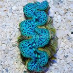 Акваріум Тридакна молюски, Tridacna зеленуватий Фото, опис і догляд, зростаючий і характеристика