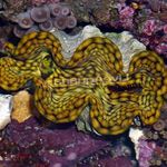 Acquario Tridacna molluschi azzurro foto, descrizione e la cura, la coltivazione e caratteristiche