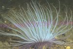 Akvariumas Vamzdis Anemone plukių, Cerianthus rožinis Nuotrauka, aprašymas ir kad, augantis ir charakteristikos