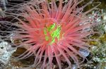 Akvariumas Vamzdis Anemone plukių, Cerianthus raudonas Nuotrauka, aprašymas ir kad, augantis ir charakteristikos