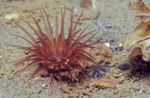 Aquarium Sea Invertebrates Tube Anemone  characteristics and Photo