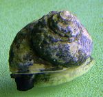 Акваријум Turbo Snails капице, Turbo fluctuosa браон фотографија, опис и брига, растуће и карактеристике