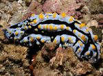 fotoğraf Akvaryum Deniz Omurgasızları deniz sümüklü böcek Varisli Phyllidia  özellikleri