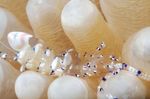 Акваријум Море Бескичмењаци Venus Anemone Shrimp шврћа карактеристике и фотографија