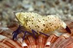 Aquarium Sea Invertebrates Violet-Legged Marble Shrimp  characteristics and Photo
