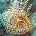 Акваријум Море Бескичмењаци Wreathytuft Tubeworm фан црви карактеристике и фотографија