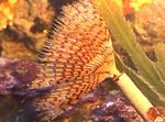 Akvaryum Wreathytuft Tubeworm fan solucanlar, Spirographis sp. sarı fotoğraf, tanım ve bakım, büyüyen ve özellikleri
