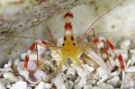 Aquarium Sea Invertebrates Yellow Banded Coral Shrimp  characteristics and Photo