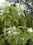 Flores do Jardim Bladdernut Americano, Staphylea branco foto, descrição e cultivo, crescente e características