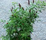 Garden Flowers Amorpha-nana burgundy Photo, description and cultivation, growing and characteristics