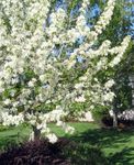 Trädgårdsblommor Äpple Prydnads, Malus vit Fil, beskrivning och uppodling, odling och egenskaper
