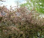 Trädgårdsblommor Äpple Prydnads, Malus rosa Fil, beskrivning och uppodling, odling och egenskaper