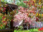 庭の花 リンゴの観賞, Malus ピンク フォト, 説明 と 栽培, 成長 と 特性